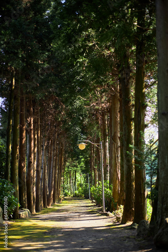 path in the forest