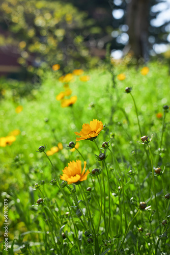 flowers in the garden