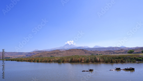 cattle swimming in the lake, mountains, hills, sky, buffalo