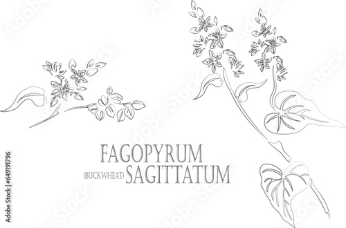 Buckwheat with leafs and flowers vector contour. Fagopyrum sagittatum medicinal plant outline. Set of Buckwheat flowering in Line for pharmaceuticals and coocking. Contour drawing of medicinal herbs