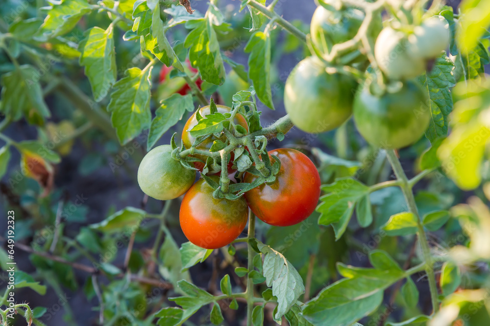 Red and green tomatoes on the stems on a field