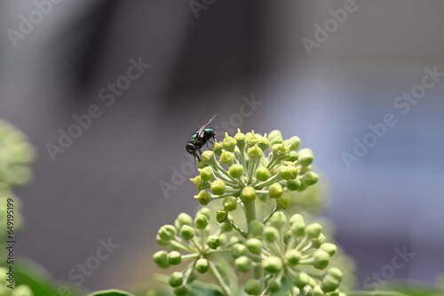 fly on a flower