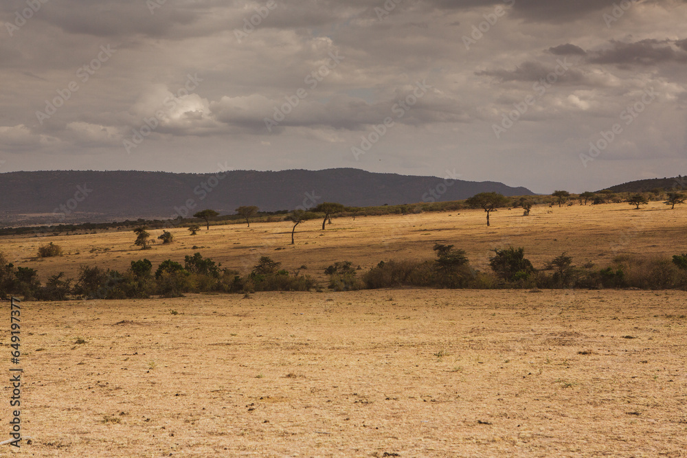 Obraz premium Golden meadows in the savanna fields in Kenya, Africa. African Savannah Landscape in Masai Mara National Reserve.