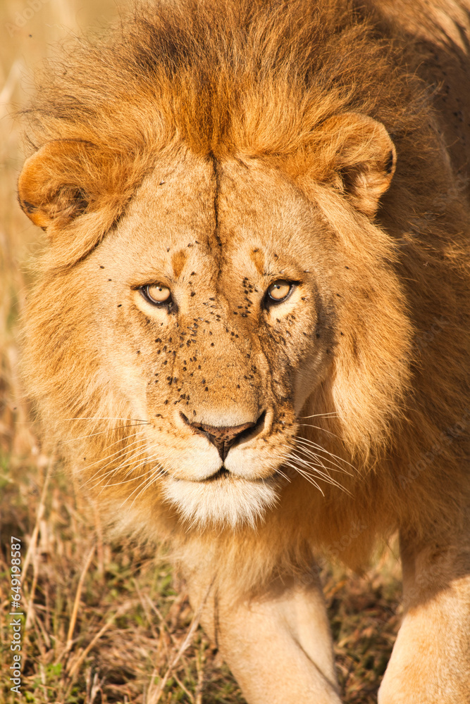 lion in the grass