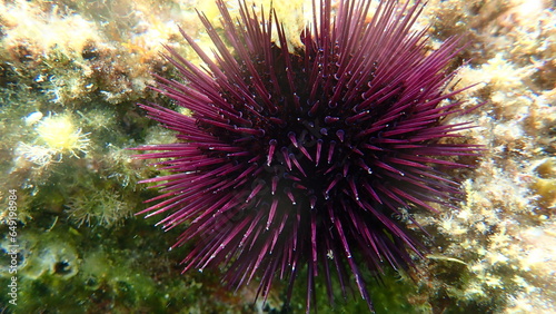 Purple sea urchin, Rock sea urchin or Stony sea urchin (Paracentrotus lividus)  close-up undersea, Aegean Sea, Greece, Thasos island © Alexey