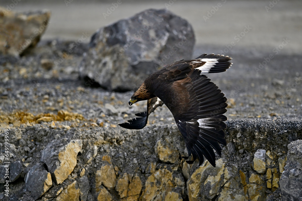 Fototapeta premium fliegender Steinadler // flying Golden eagle (Aquila chrysaetos)