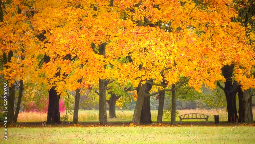 Beautiful autumn golden park landscape with trees 4K. Falling yellow leaves. Calm view static scene, daylight, bright day, outdoor, dawn, nature, bench, real time, mid shot, ultra hd. ProRes 422HQ.