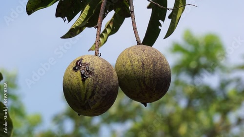 Mangifera foetida (bacang, ambacang, embacang, mangga bacang, limus, pakèl, asam hambawang). This fruit is similar to mango but has a more fragrant aroma photo