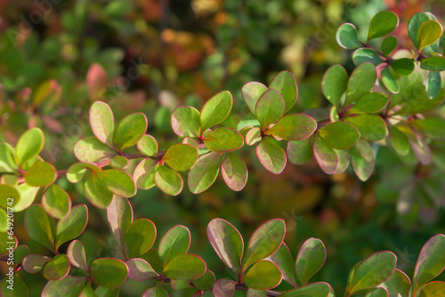 Branches with small green-red leaves. Berberis. Decorative shrub in autumn. Photo for a plant catalog for a garden center or plant nursery. Sale of green spaces. Close-up. © Mari_Piman