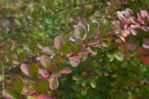Branches with small green-red leaves. Berberis. Decorative shrub in autumn. Photo for a plant catalog for a garden center or plant nursery. Sale of green spaces. Close-up.
