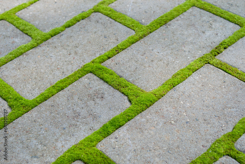 Paving slabs overgrown with bright green moss. Paved gray path with moss landscaping between the tiles. Texture of concrete rectangular tiles of a garden path. Top view. Background close-up.