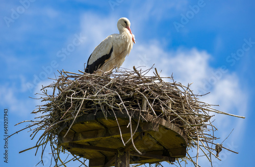 A very close up of  beautiful stork specimen in its nest.