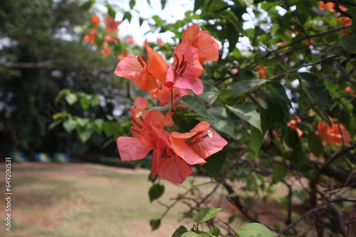 The Bougainvillea Afterglow flower (Bougainvillea Xbuttiana) is a hybrid plant. photo