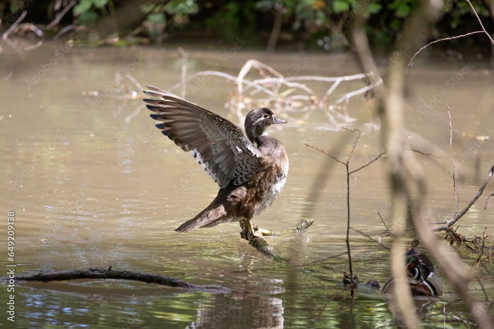 Fototapeta premium Young mallard opens its wings in the water