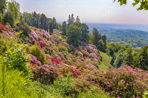 Foto The rhododendron hill in the park of Burcina Felice Piacenza, province of Biel