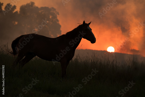 A chestnut brown horse grazes in a field at sunset