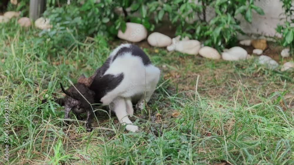 mother stray cat feeding her kittens mother stray cat feeding her kittens
