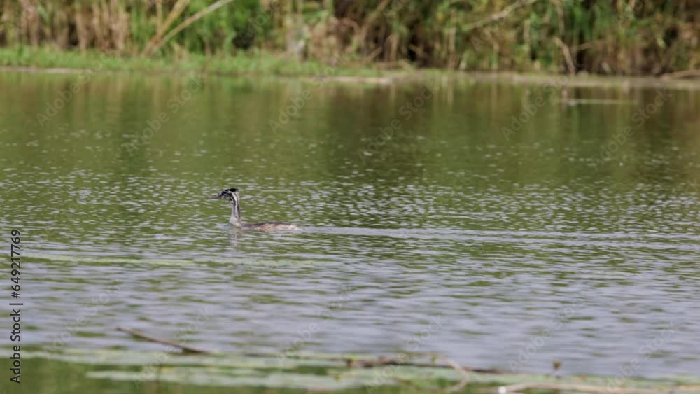 4k with Podiceps cristatus swimming on a lake on an autumn day 4k with Podiceps cristatus swimming on a lake on an autumn day