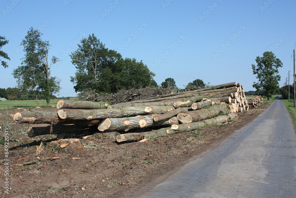 Felled poplars stacked on the side of the road in Büninghausen on Buschstrasse for loading.