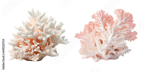 Fototapeta Naklejka Na Ścianę i Meble -  Coral Bleaching, transparent background, isolated image, generative AI
