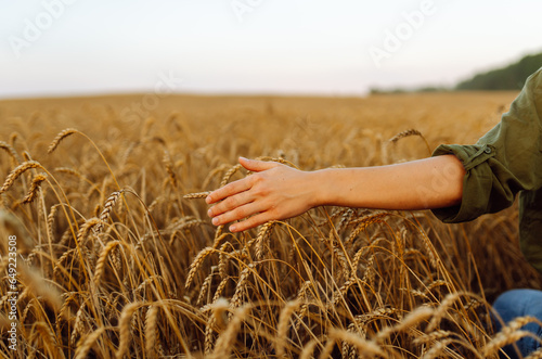 A woman farmer touches golden wheat, analyzes the harvest, checks the quality of the wheat field. Gardener concept. A bountiful harvest.