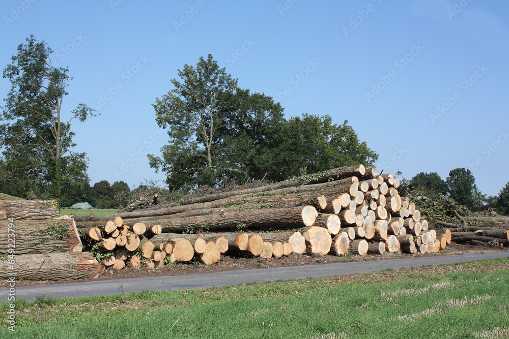 Felled poplars stacked on the side of the road in Büninghausen on Buschstrasse for loading.