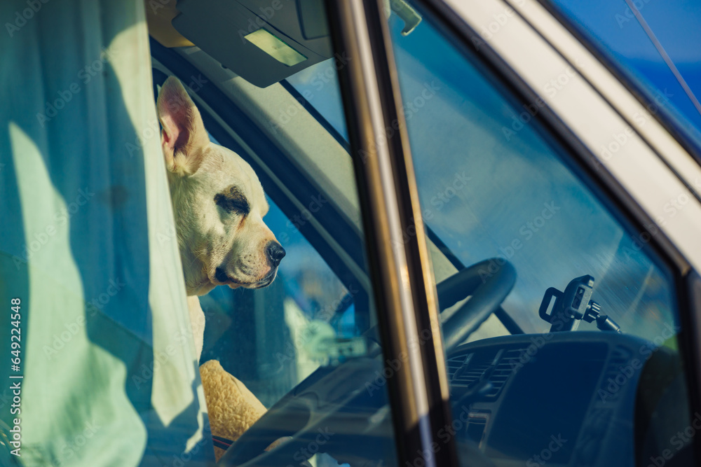 Dog inside camper car - obrazy, fototapety, plakaty 