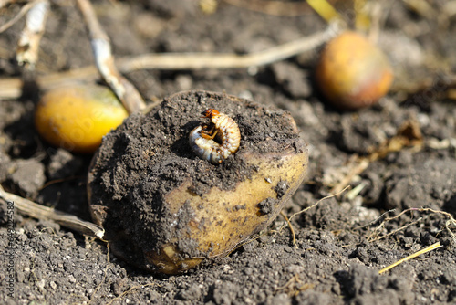 Bashtan - the larva of the May beetle, pests of agriculture, destroy the potato crop. They eat potatoes in the ground. Agriculture, harvest.