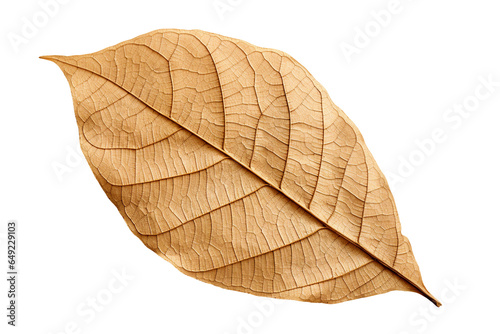 A dried leaf, transparent background, isolated image, generative AI 