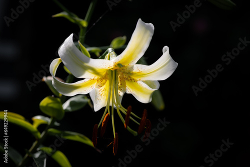 lilium jaune et blanc Lady Alice (jardin du ruisseau de l'église 2023)
