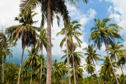 Landscape of tall green palm trees in the tropical island of Koh Chang, in the Gulf of Thailand, Trat province, Southeast Asia.