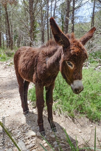 Mallorca, Spain - 12 June, 2023: A donkey grazing in a woodland in the Tramuntana Mountains, Mallorca