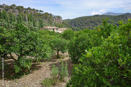 Soller, Spain - 12 June 2023: Views of the Soller valley from the GR221 trail. Tramuntana Mountains, Mallorca photo