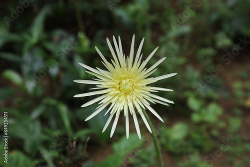 Close up view of a yellowish cream color Gerbera flower in the home garden