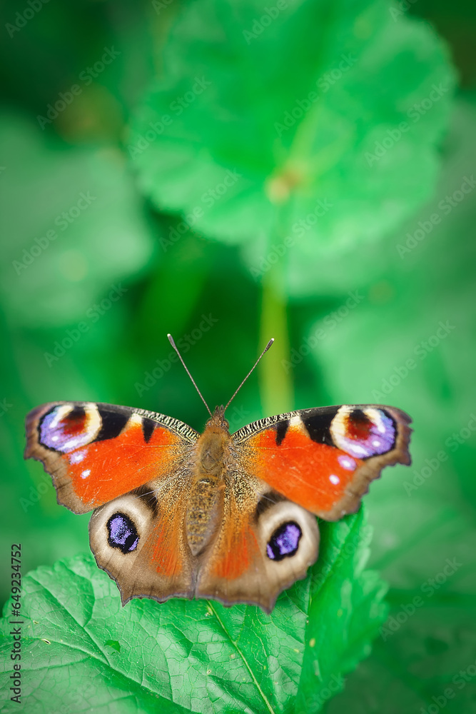 European peacock butterfly (Aglais io). Copy space. European peacock butterfly (Aglais io). Copy space.