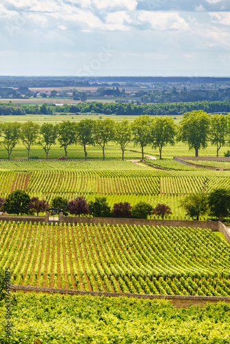 Green vineyards. Pommard wine region  France
