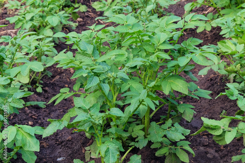 Potato bush is growing in rustic garden. Organic green bush in farming and harvesting. Growing vegetables at home. Potato bush is growing in rustic garden. Organic green bush in farming and harvesting. Growing vegetables at home.