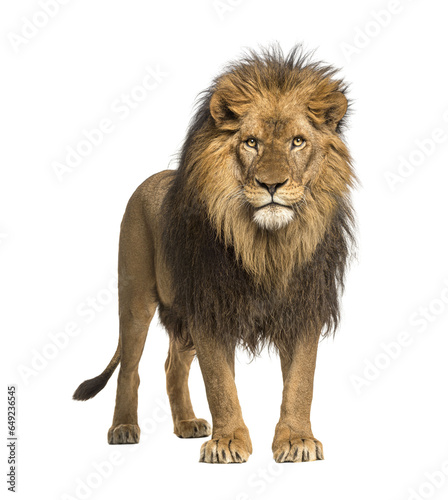 Fototapeta Naklejka Na Ścianę i Meble -  Male adult Lion standing, Panthera Leo, isolated on white