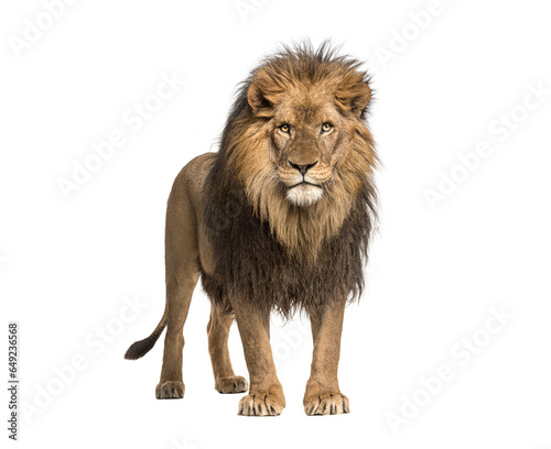 Fototapeta Naklejka Na Ścianę i Meble -  Male adult Lion standing, Panthera Leo, isolated on white