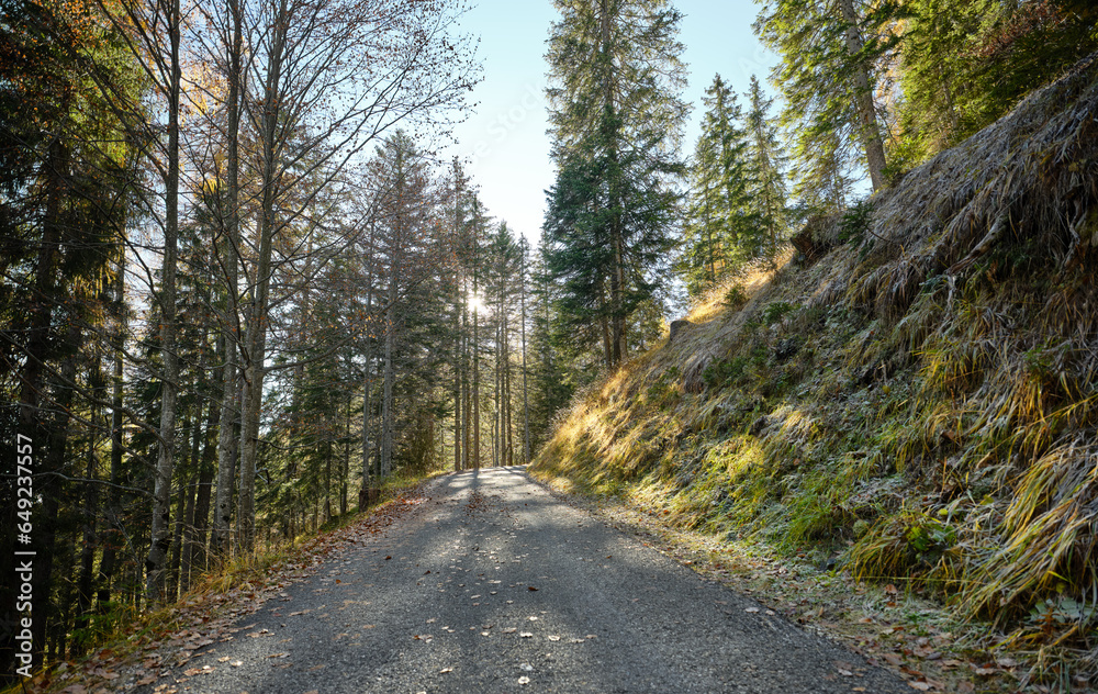 Autumn foliage in the woods with a view of Monte Pelmo, in the Dolomites, Belluno district, Veneto, Italy, Europe. Autumn foliage in the woods with a view of Monte Pelmo, in the Dolomites, Belluno district, Veneto, Italy, Europe.
