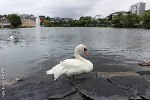 Beautiful white swon on the rock near lake in the center of Stavanger, Norway photo