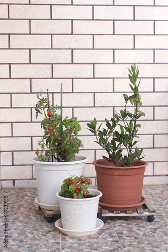 Growing tomatoes in pots and bay laurel in container on a balcony. Brick wall on the background. 