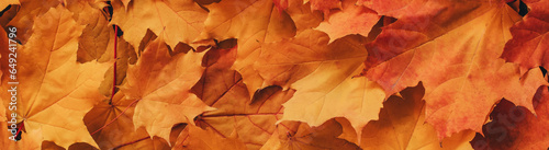 colorful orange background of orange dry maple leaves top view. Panoramic wide horizontal photo for banner head cover