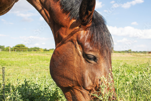 Bilde på lerret Horse grazing inside the enclosure on grassy meadow