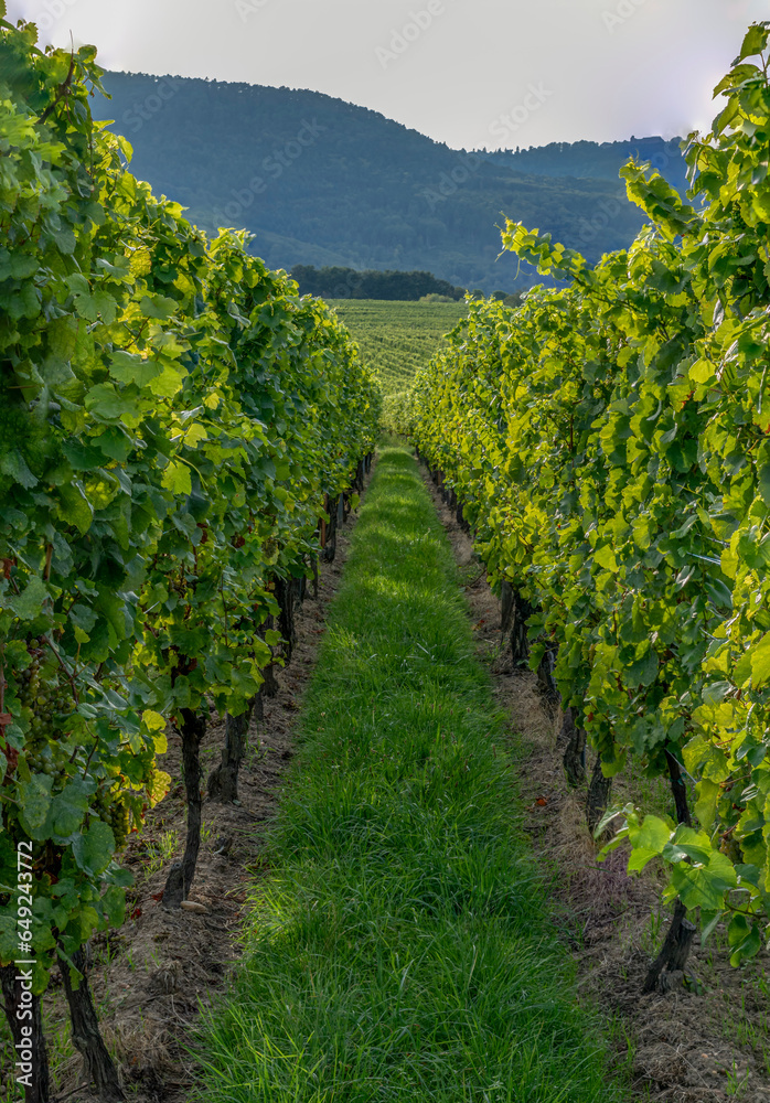 Obraz premium Goxwiller, France - 09 03 2023: Alsatian Vineyard. detail of bunches of grapes on a vine along the wine route at sunset.