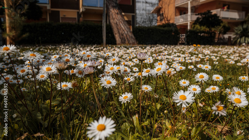 Flowers near the house! Beautiful daisies in Pineto - a city in Italy, located in the Abruzzo region, subordinate to the administrative center of Teramo