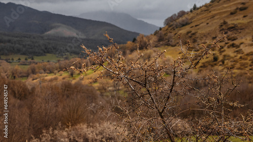 Spring flowers on a tree near