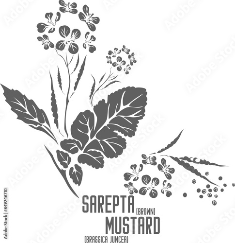 Saperta mustard plant vector silhouette. Medicinal Brassica juncеа plant outline. Set of  Brown, Indian, Chinese, Giant Red mustard in Line for pharmaceuticals. Contour drawing of medicinal herbs photo