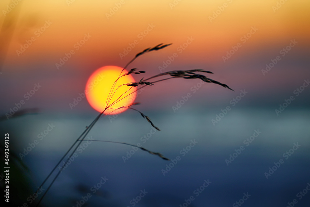 Obraz na płótnie Zachód słońca nad morzem na tle traw. w salonie