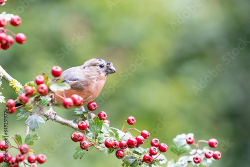 Juvenile male Eurasian Bullfinch (Pyrrhula pyrrhula) moulting feathers, perched on a hawthorn branch full of bright red berries - Yorkshire, UK in September
